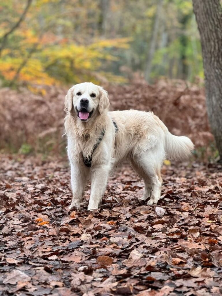 golden retriever