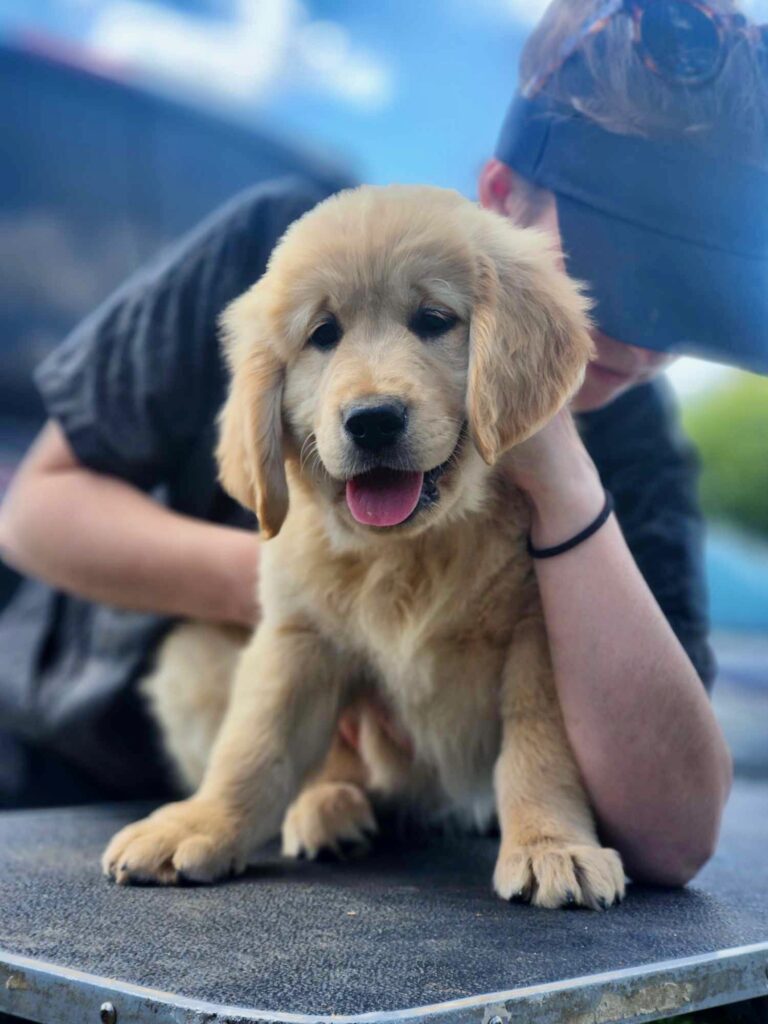 Osthéopatie sur chiot Golden